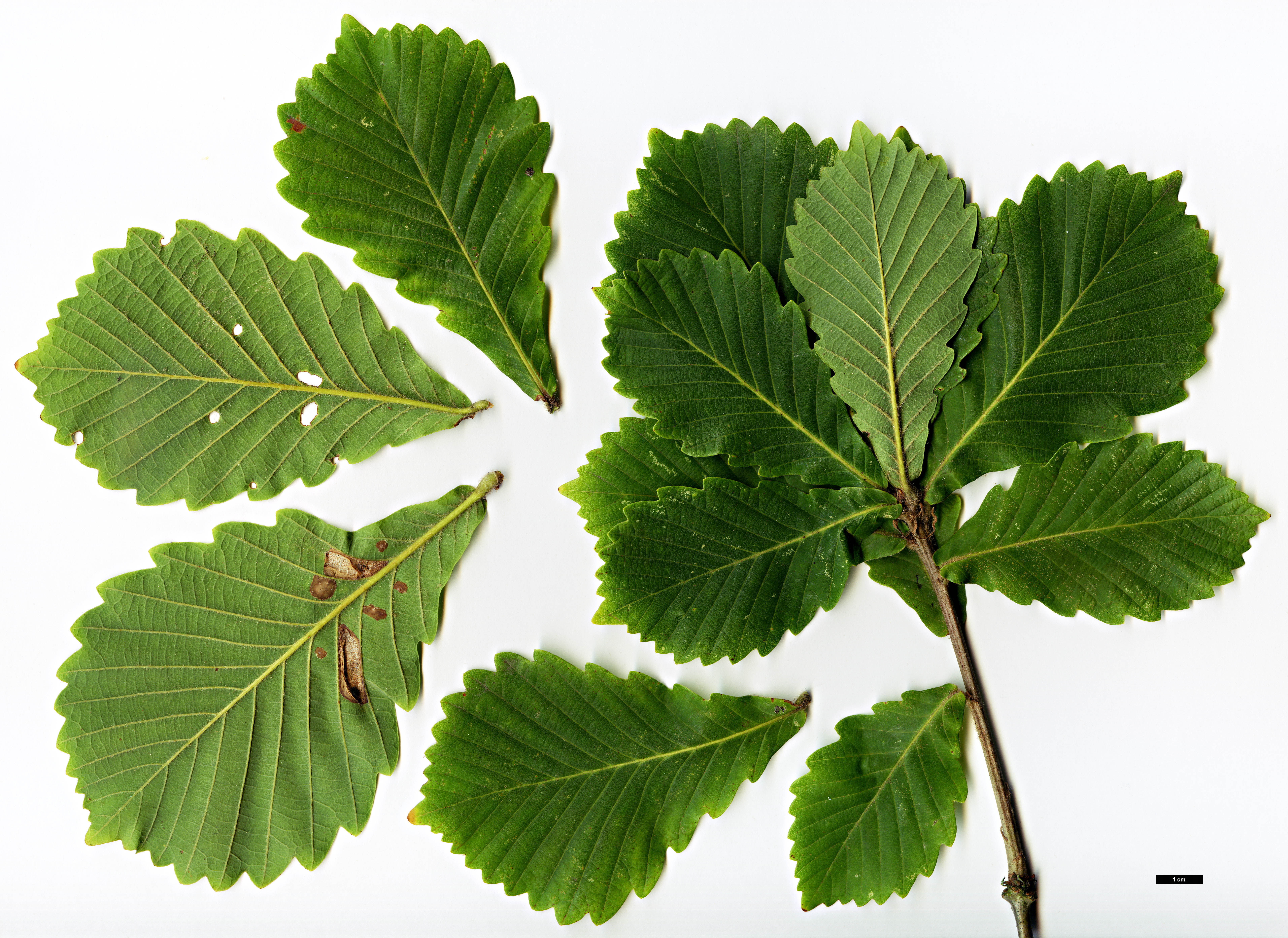 High resolution image: Family: Fagaceae - Genus: Quercus - Taxon: dentata - SpeciesSub: subsp. stewardii